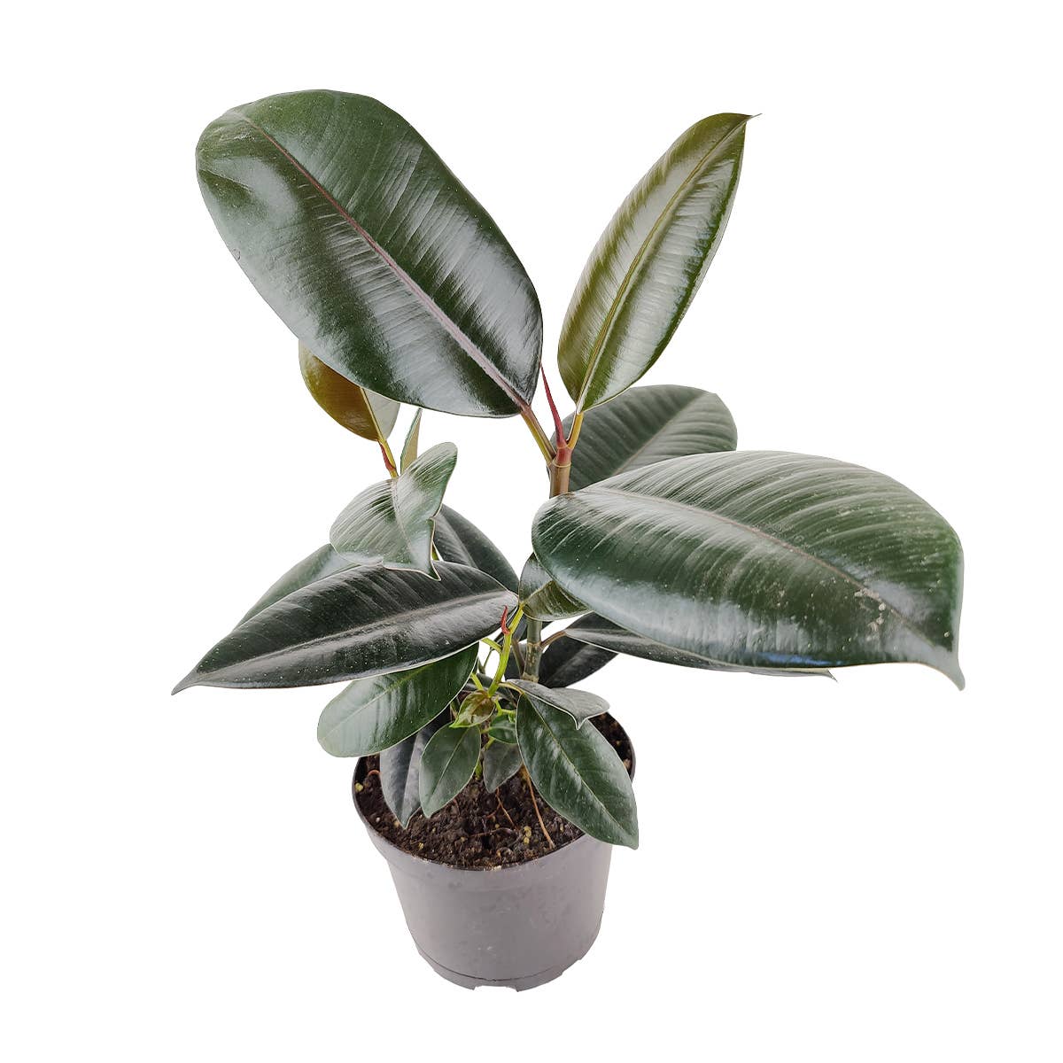 Ficus Burgundy Rubber Plant - Air Purifying Plant - 4 inch