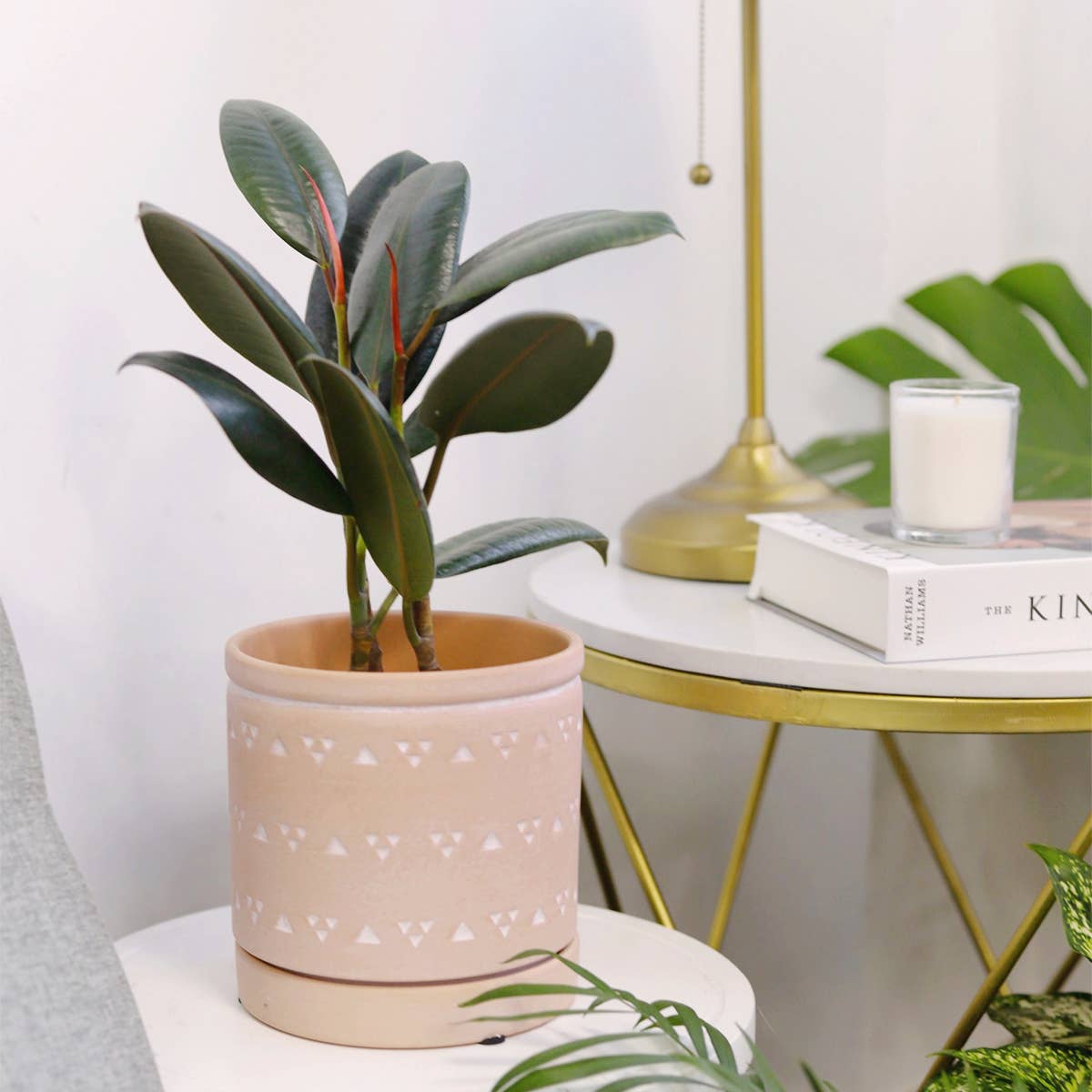 Ficus Burgundy Rubber Plant - Air Purifying Plant - 4 inch