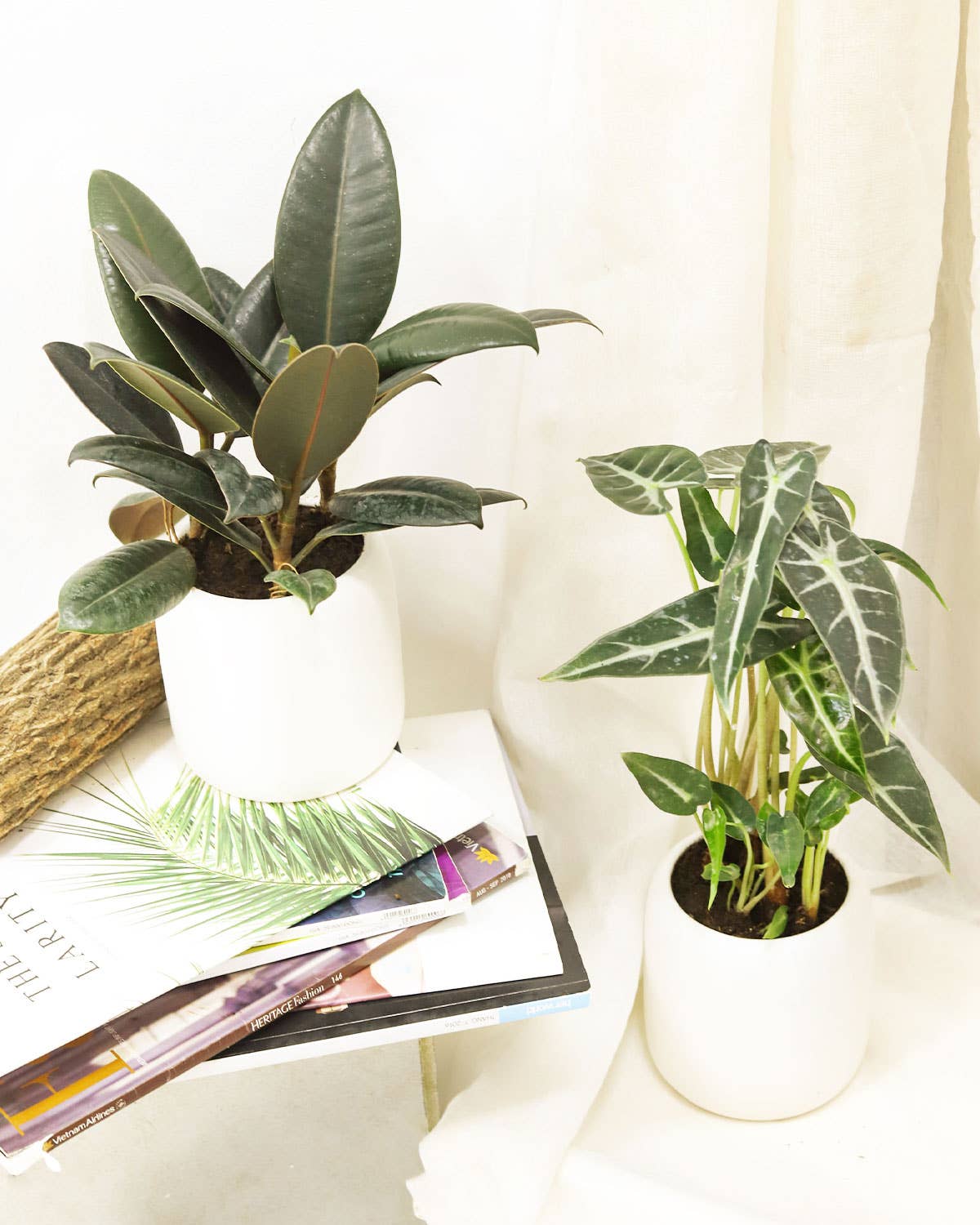 Ficus Burgundy Rubber Plant - Air Purifying Plant - 4 inch
