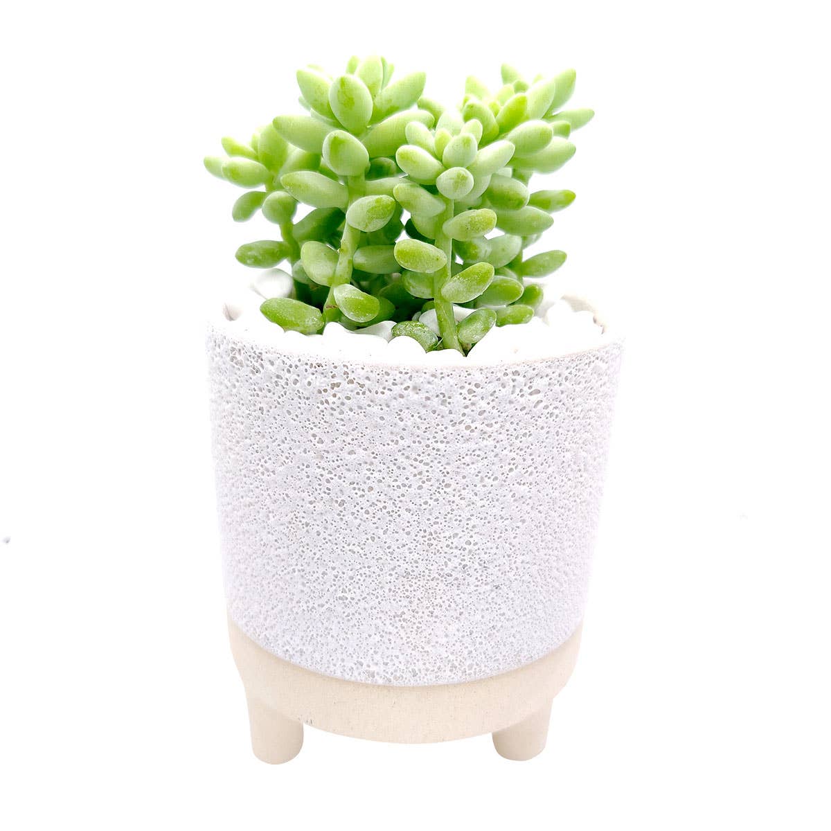 Cute Footed Pot
- Ceramic Pots For Plant: 2 inch