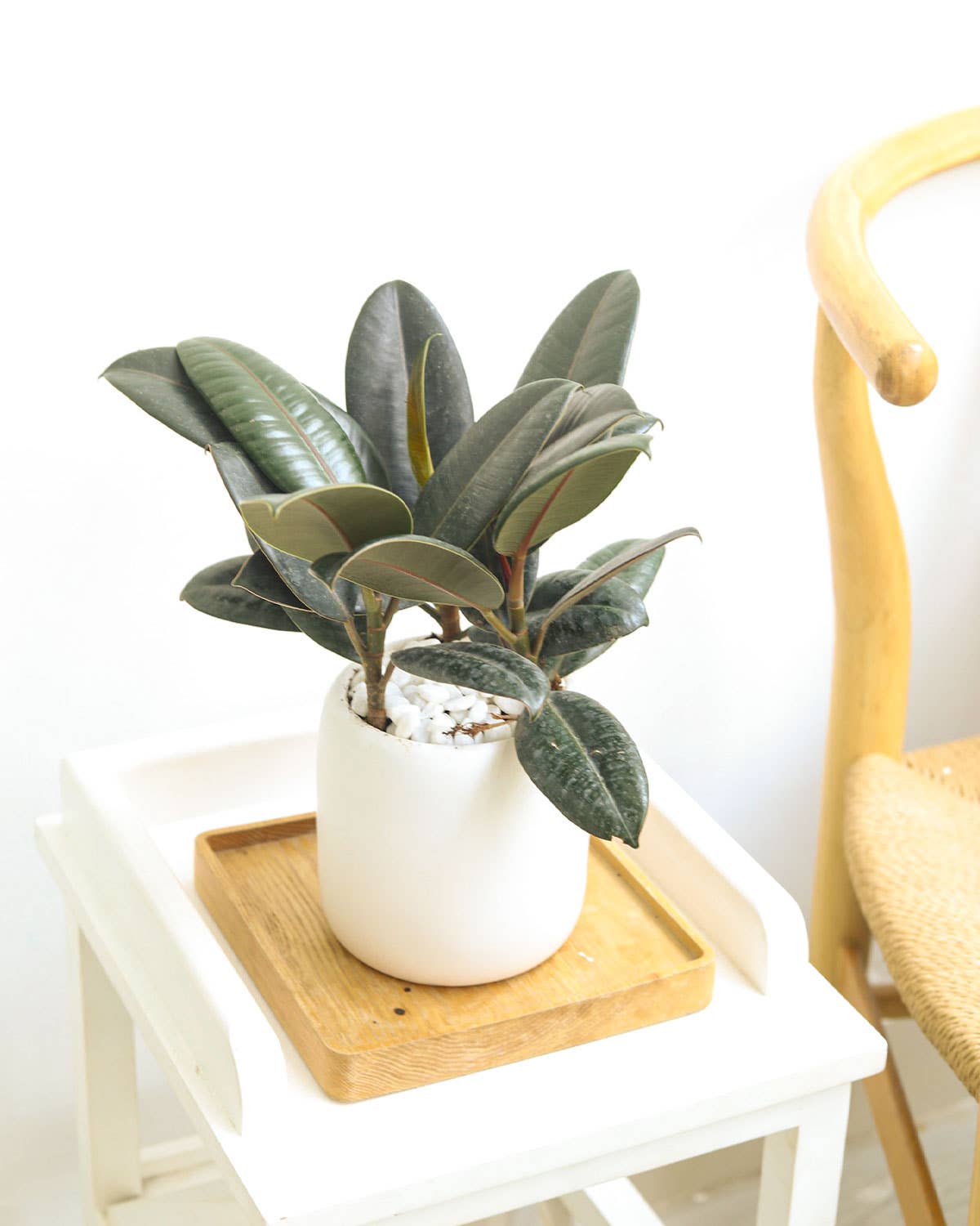 Ficus Burgundy Rubber Plant - Air Purifying Plant - 4 inch