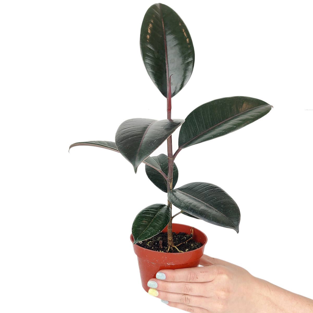 Ficus Burgundy Rubber Plant - Air Purifying Plant - 4 inch