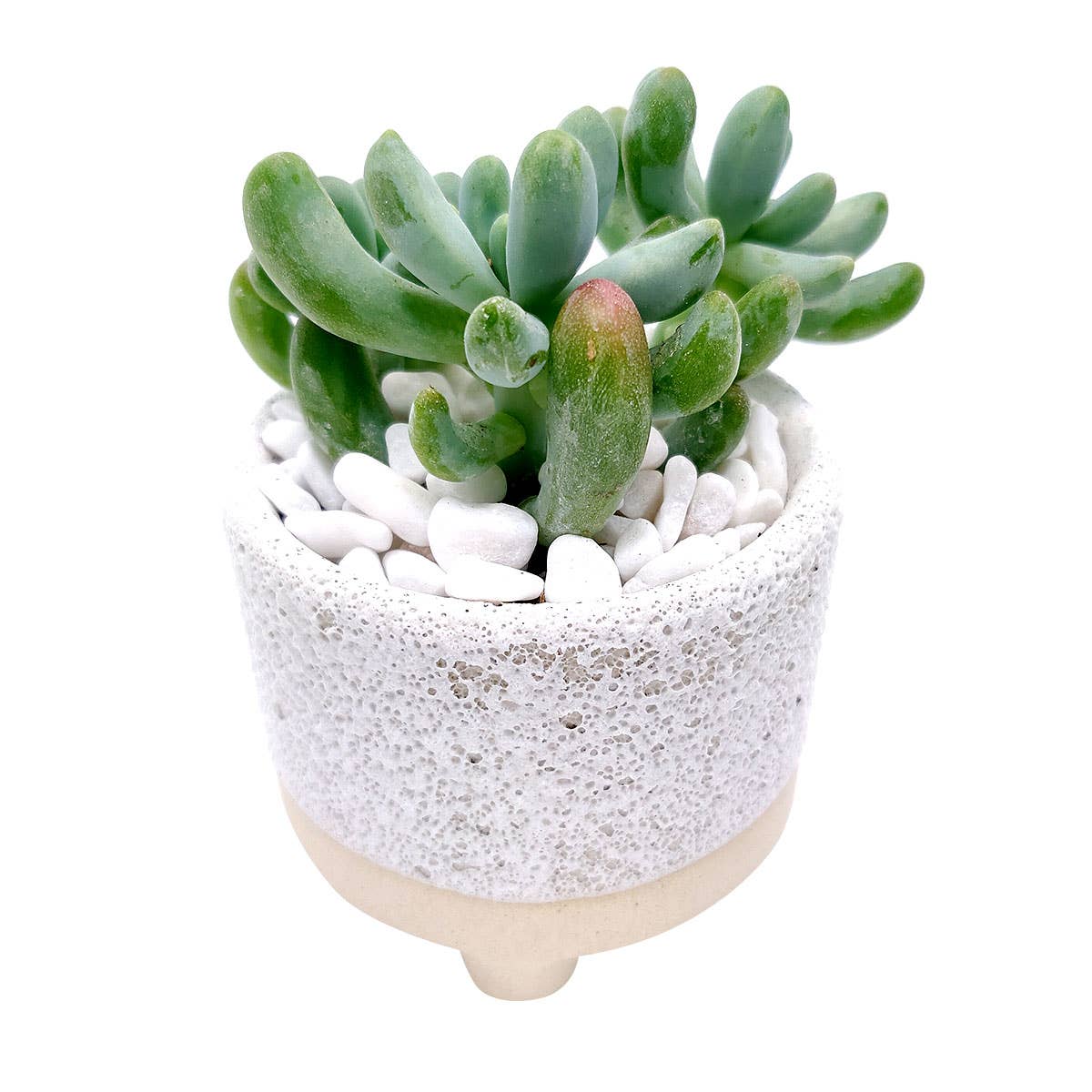 Cute Footed Pot
- Ceramic Pots For Plant: 2 inch