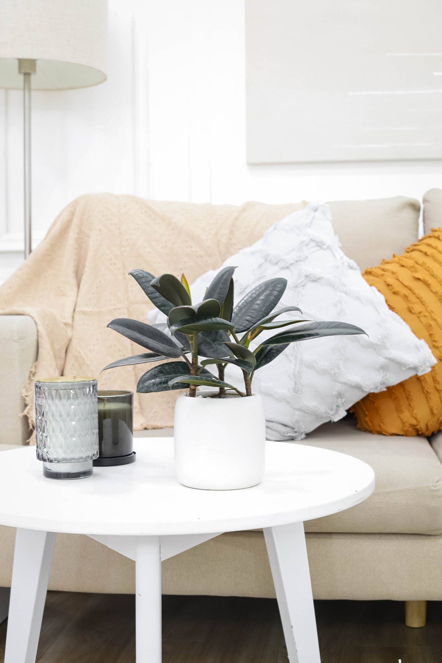 Ficus Burgundy Rubber Plant - Air Purifying Plant - 4 inch