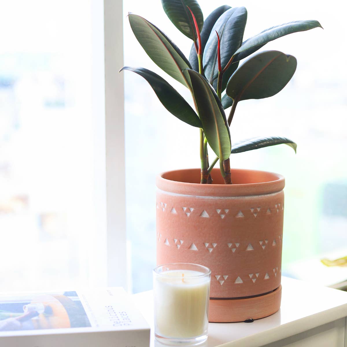 Ficus Burgundy Rubber Plant - Air Purifying Plant - 4 inch