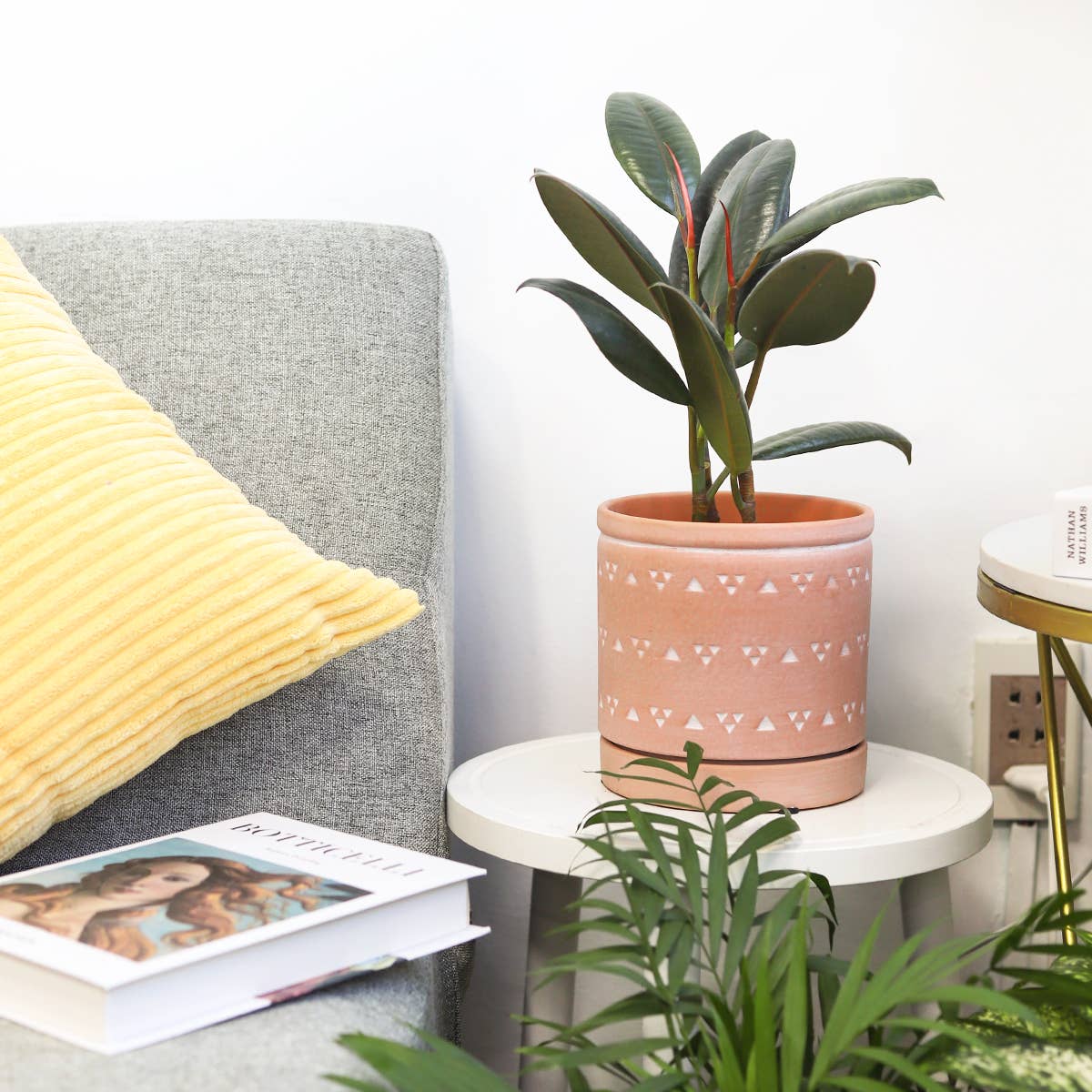Ficus Burgundy Rubber Plant - Air Purifying Plant - 4 inch