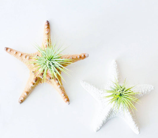 Hanging Starfish Air Plant Décor