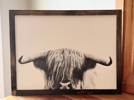 Captivating Highland Cow