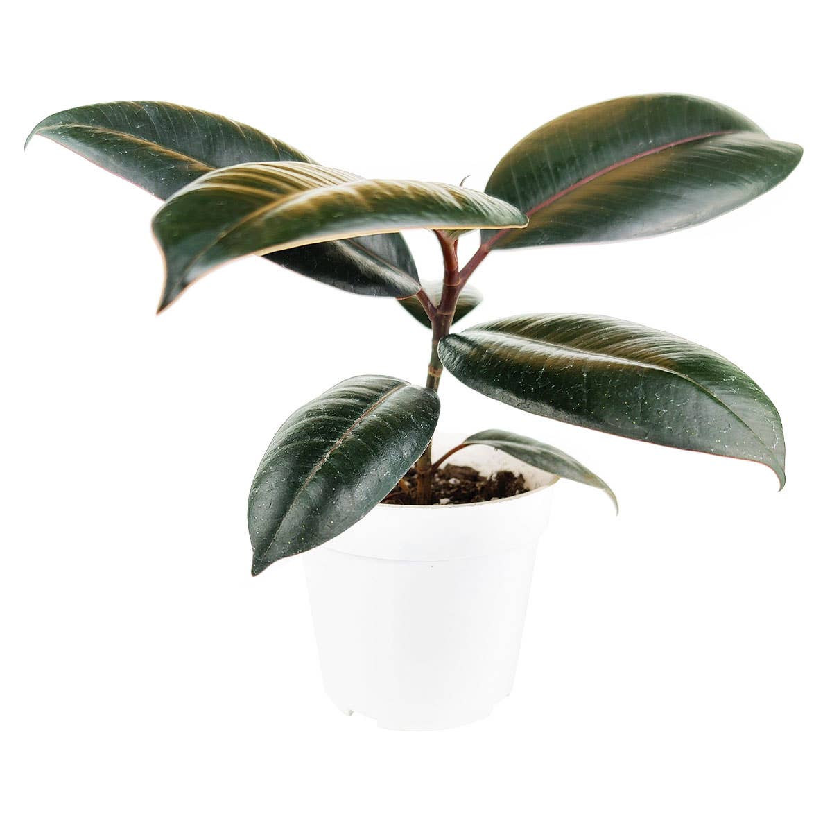 Ficus Burgundy Rubber Plant - Air Purifying Plant - 4 inch
