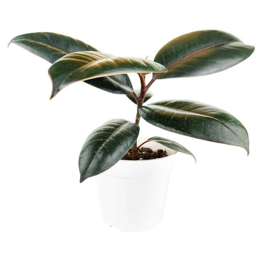 Ficus Burgundy Rubber Plant - Air Purifying Plant - 4 inch