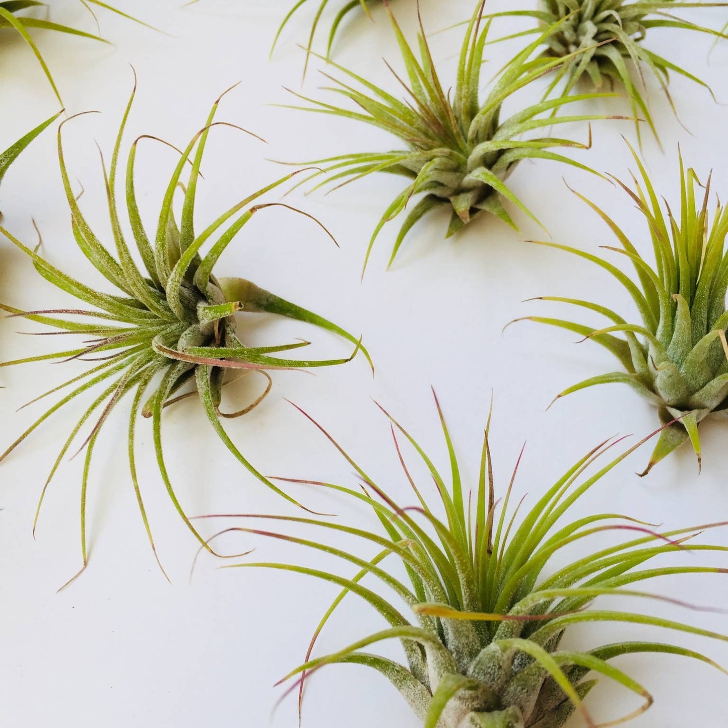 Air Plants