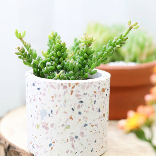 3.25" Terrazzo Pot - Succulent Pots - Ceramic Pots For Plant