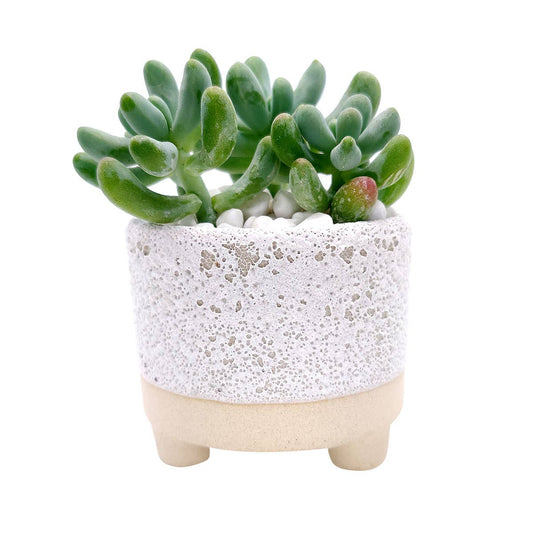 Cute Footed Pot
- Ceramic Pots For Plant: 2 inch