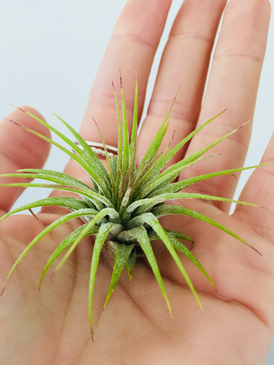 Air Plants